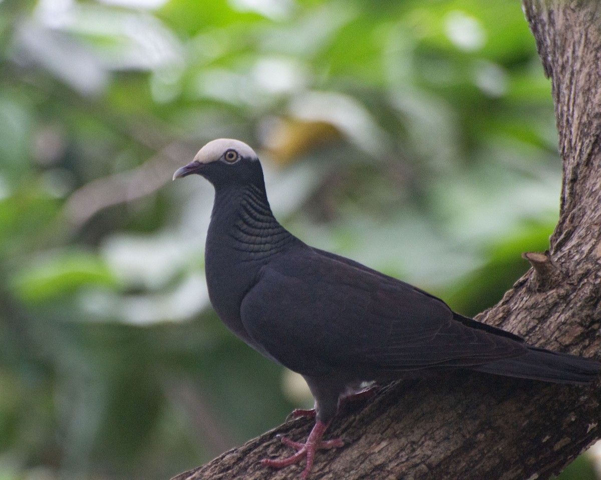 White-crowned Pigeon - ML621046904