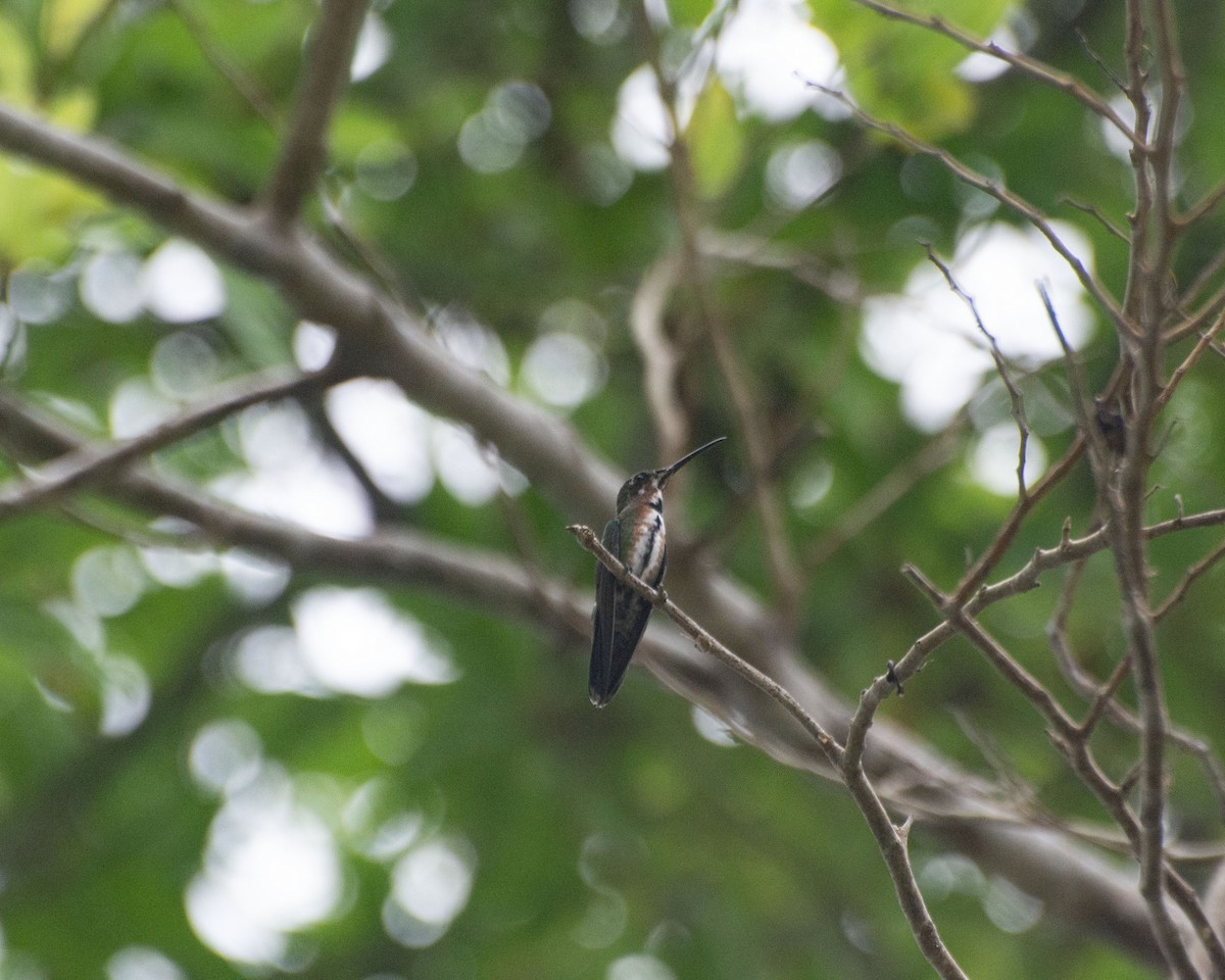 kolibřík lesklý - ML621046919