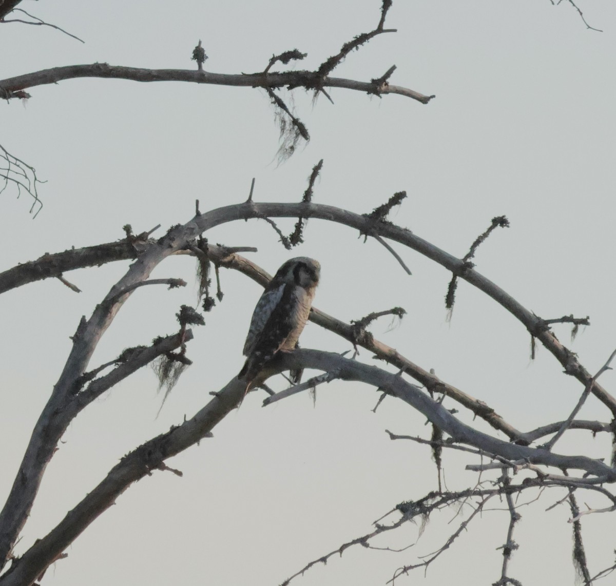 Northern Hawk Owl - Murray DELAHOY