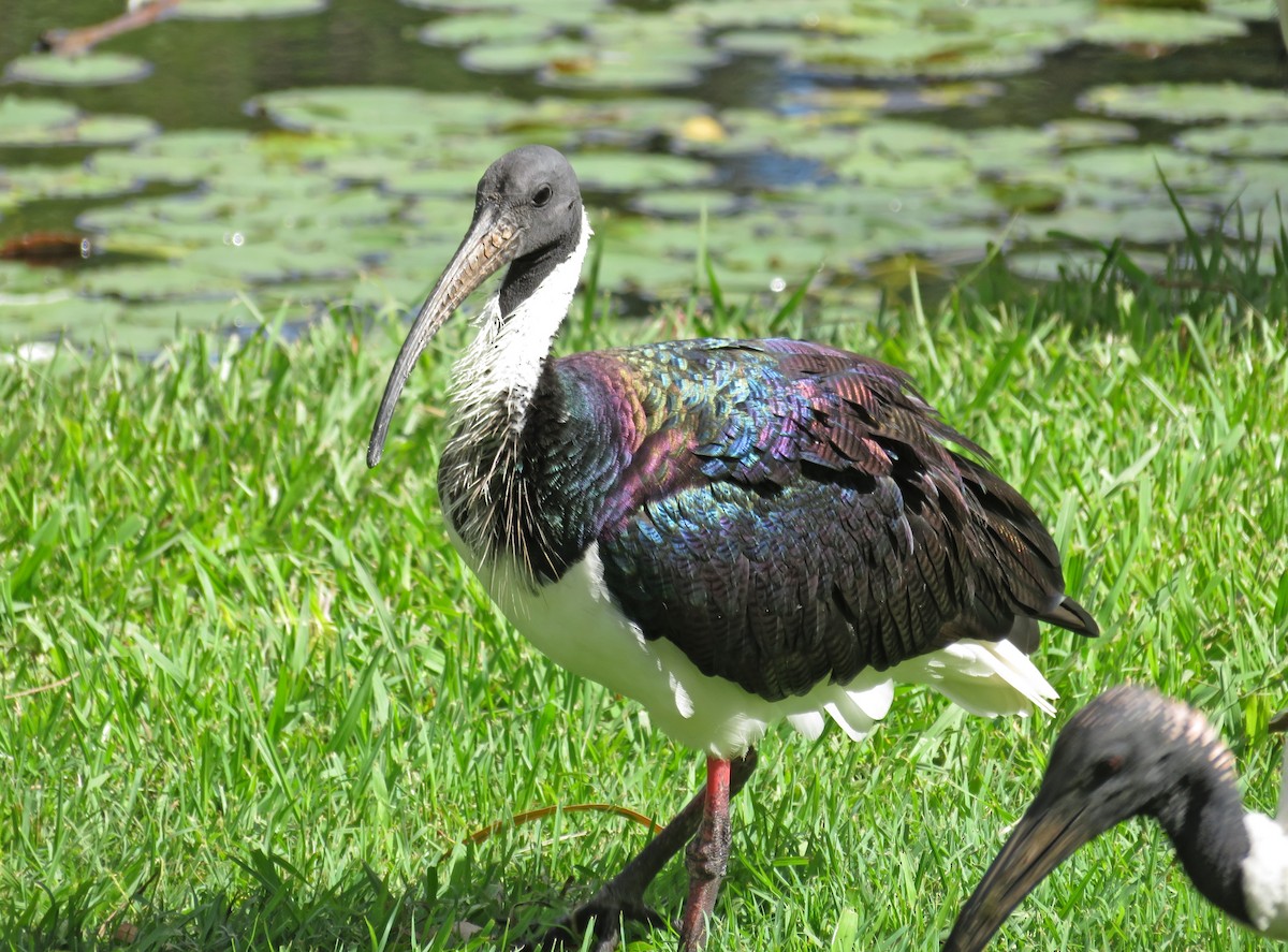 ibis slámokrký - ML621046942