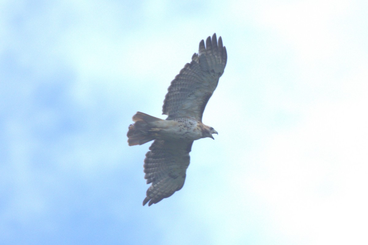 Red-tailed Hawk - ML621046950