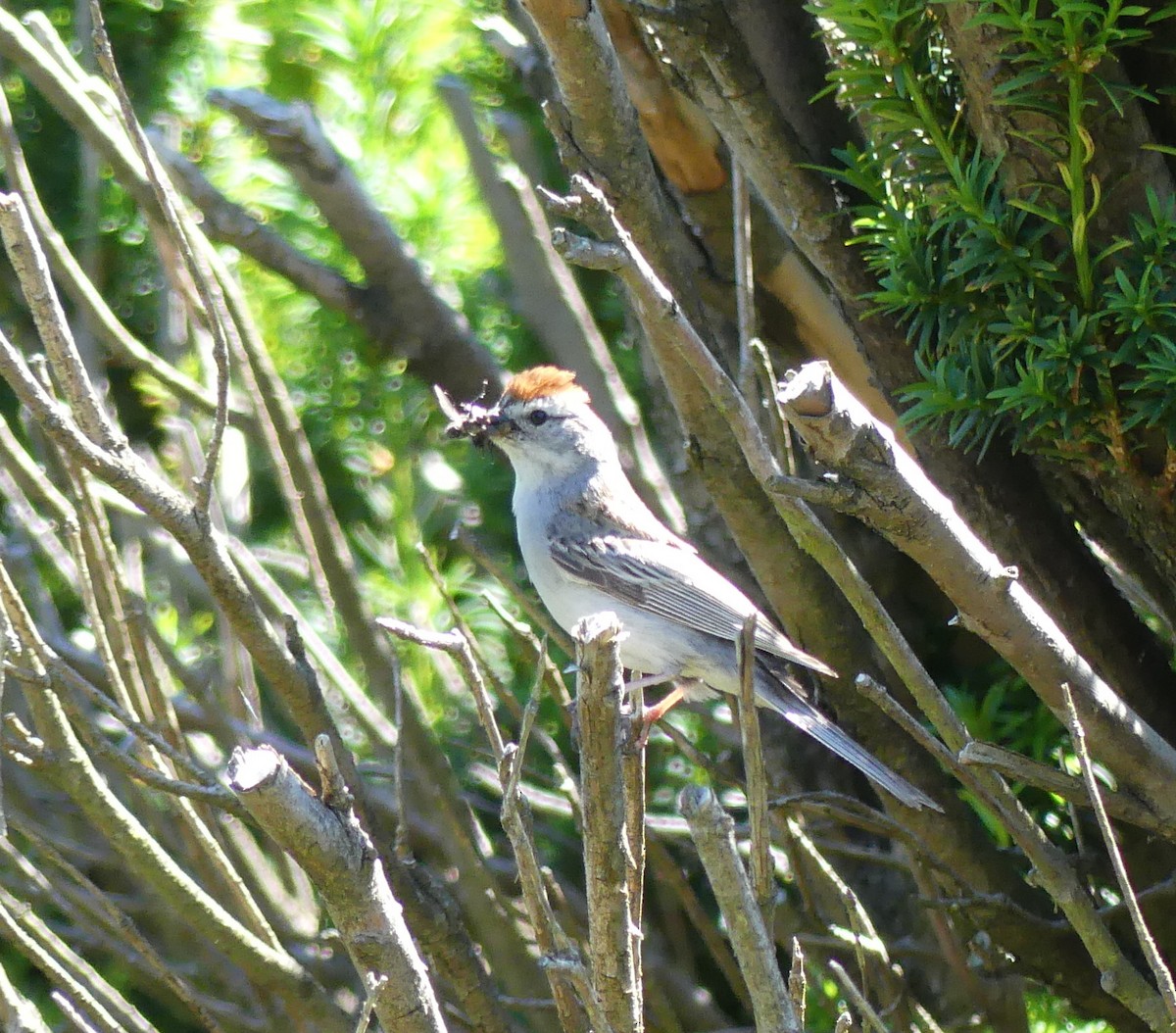 Chipping Sparrow - ML621046956