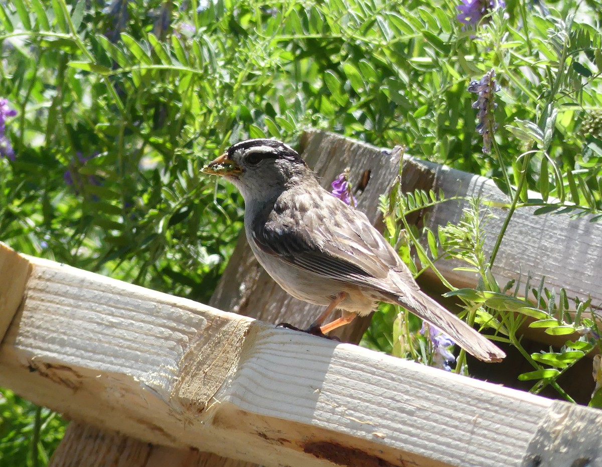 White-crowned Sparrow - ML621046957