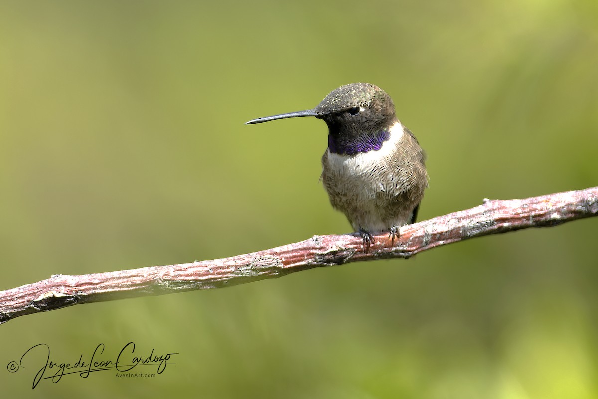 Black-chinned Hummingbird - ML621046970