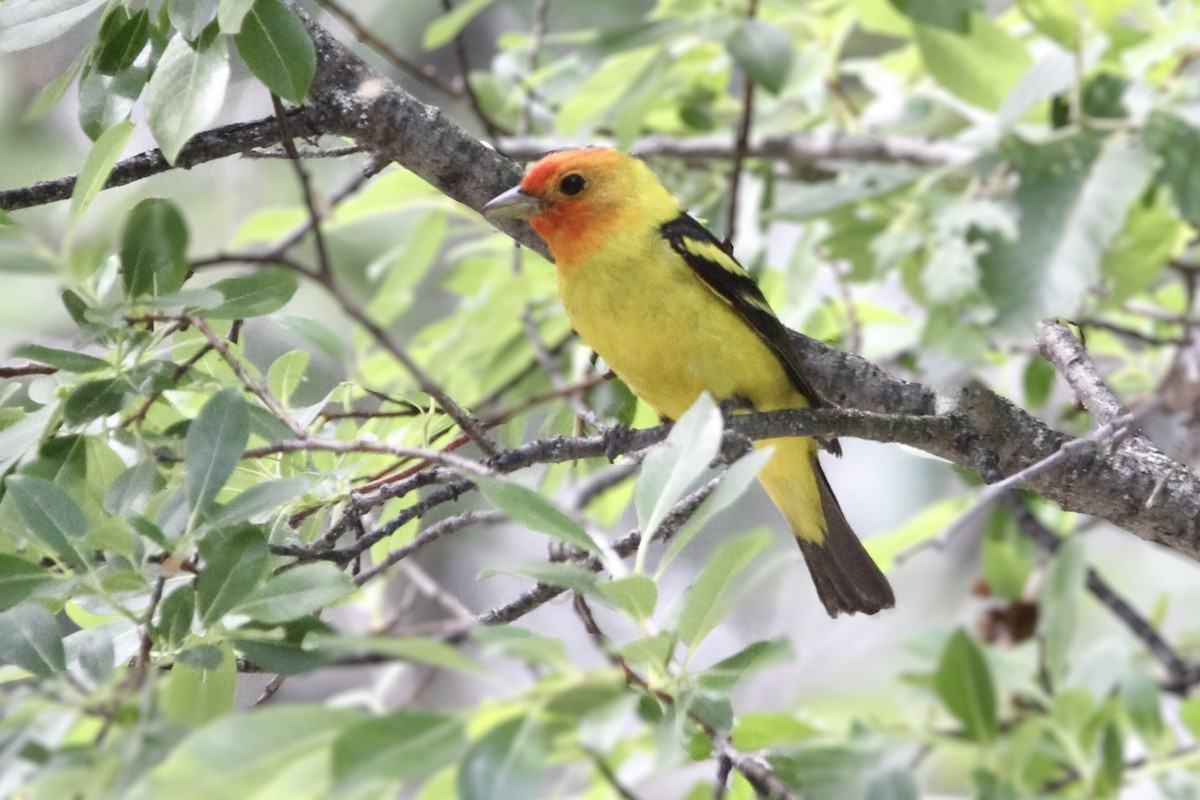 Western Tanager - ML621046995