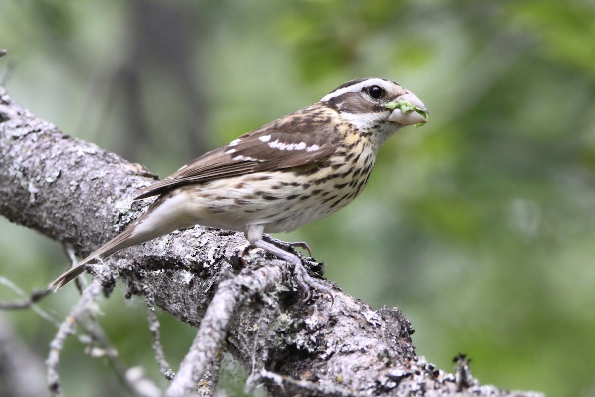 Rose-breasted Grosbeak - ML621046998