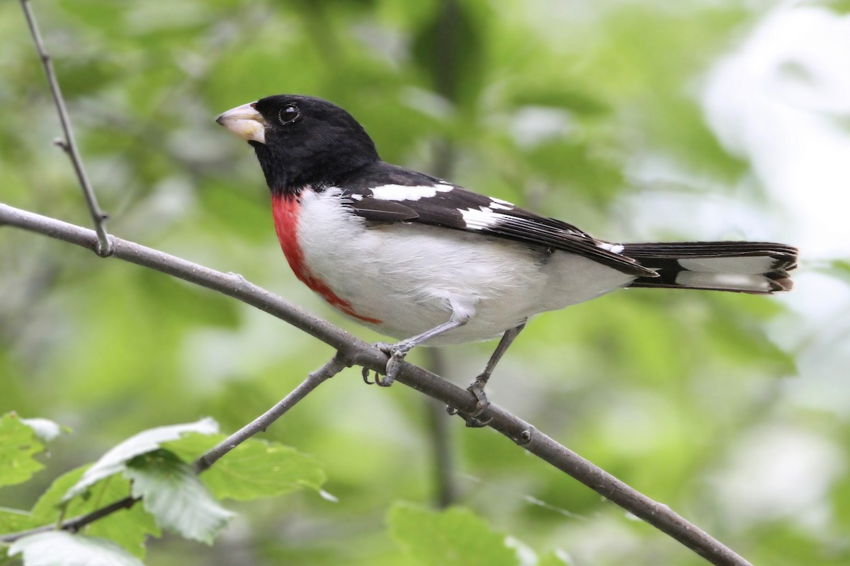 Rose-breasted Grosbeak - ML621046999