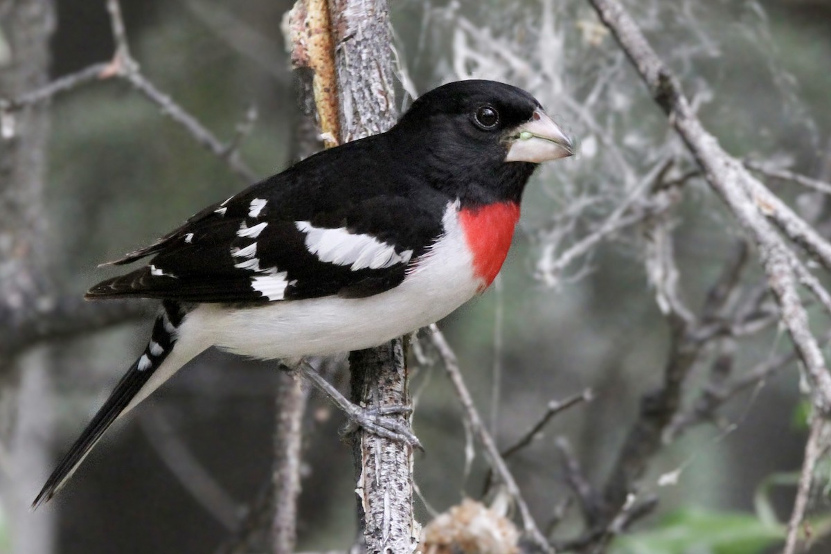 Rose-breasted Grosbeak - ML621047000