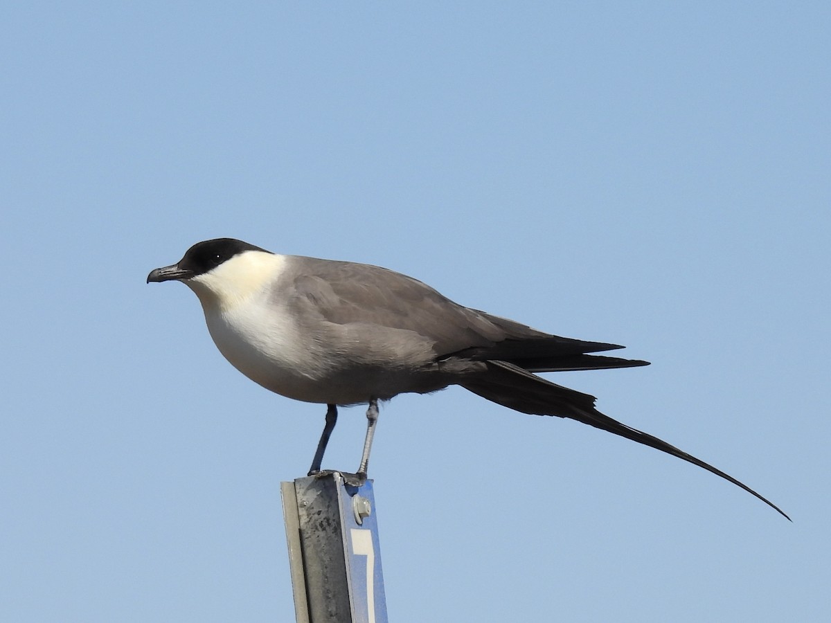 Long-tailed Jaeger - ML621047019