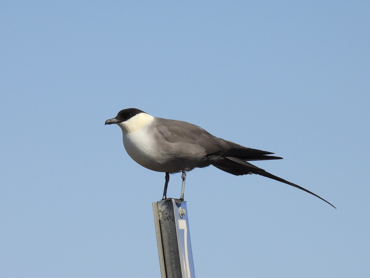 Long-tailed Jaeger - ML621047020