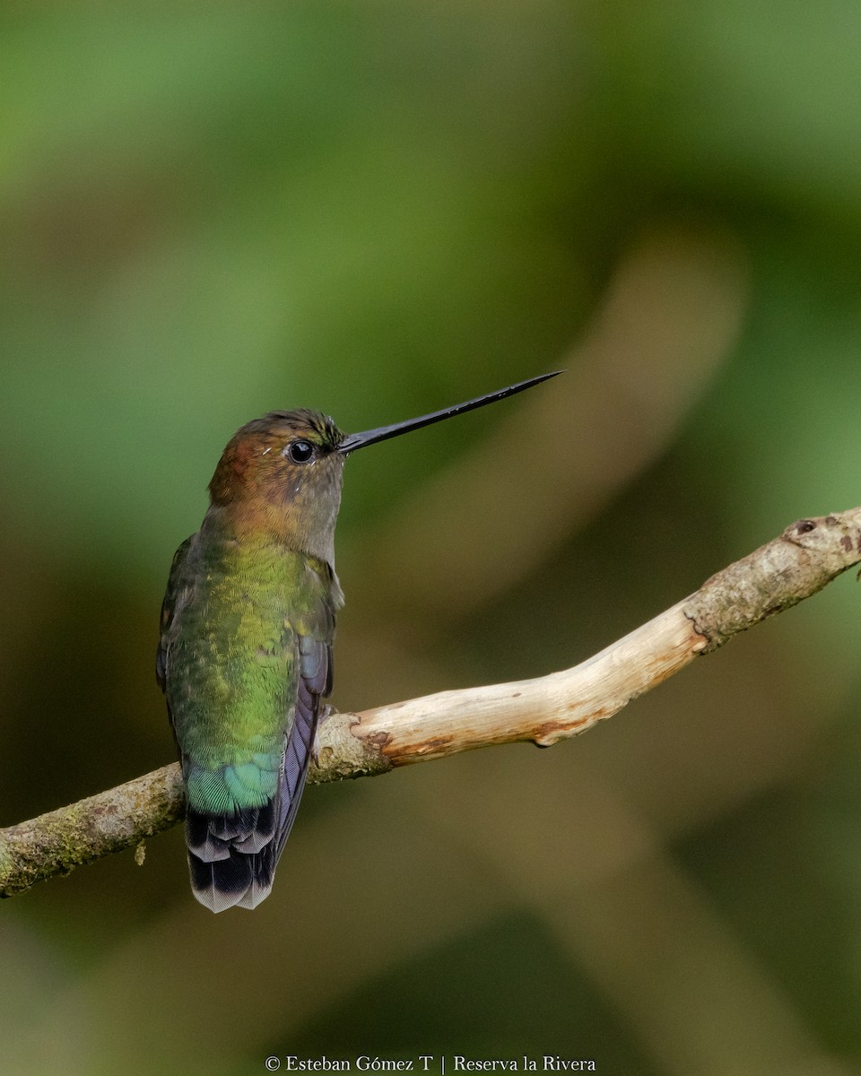 kolibřík zelenočelý - ML621047041