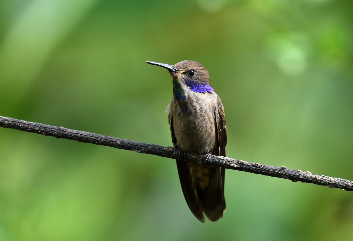 kolibřík fialovouchý - ML621047050