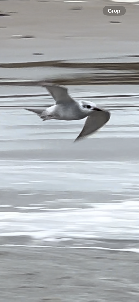 White-winged Tern - ML621047055