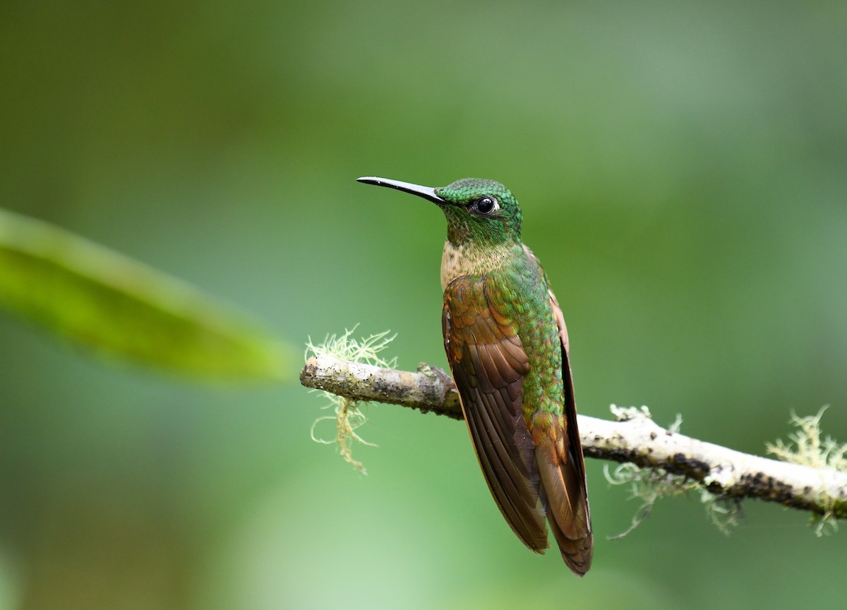 kolibřík hnědobřichý - ML621047057