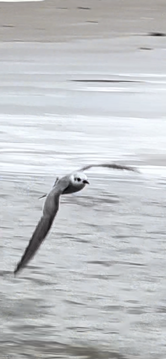 White-winged Tern - ML621047058
