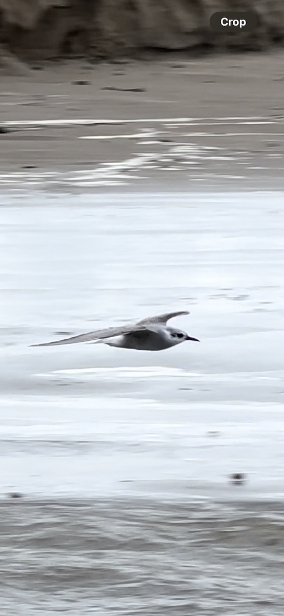 White-winged Tern - ML621047059