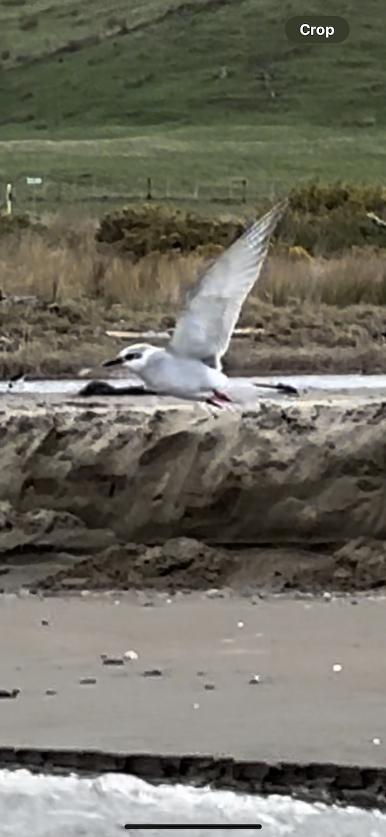 White-winged Tern - ML621047060