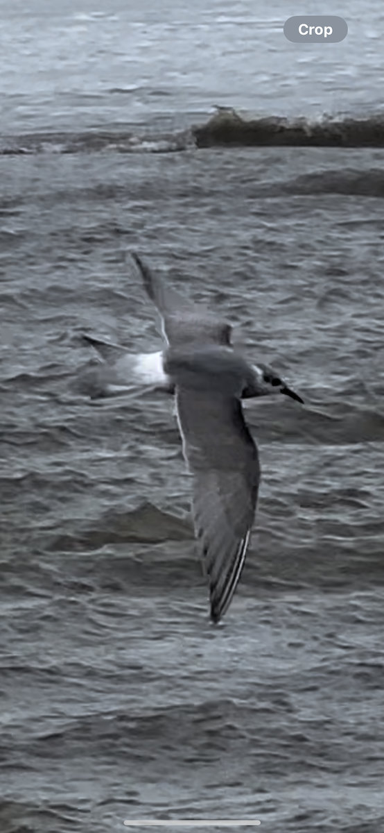 White-winged Tern - ML621047061