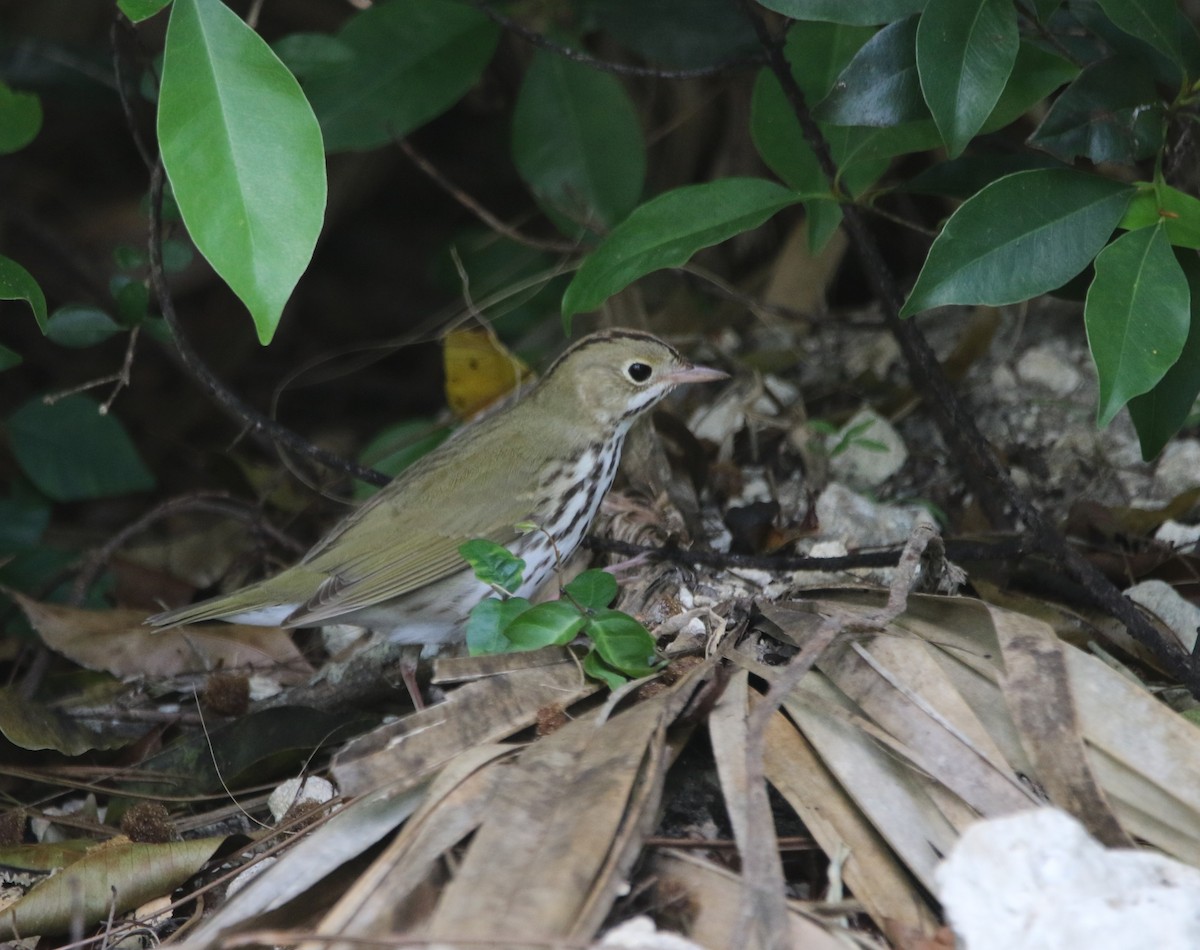 カマドムシクイ - ML621047098