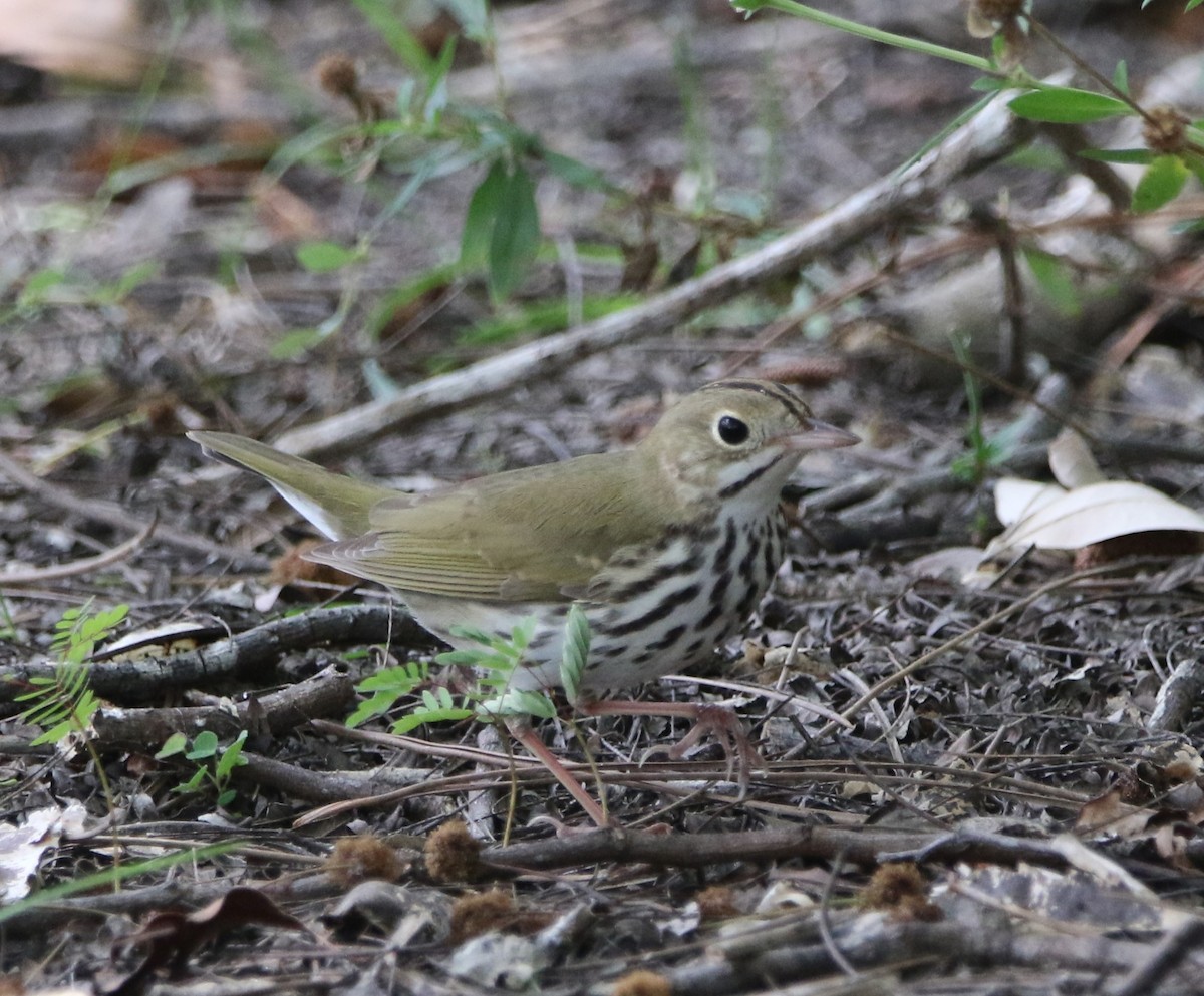 Paruline couronnée - ML621047100