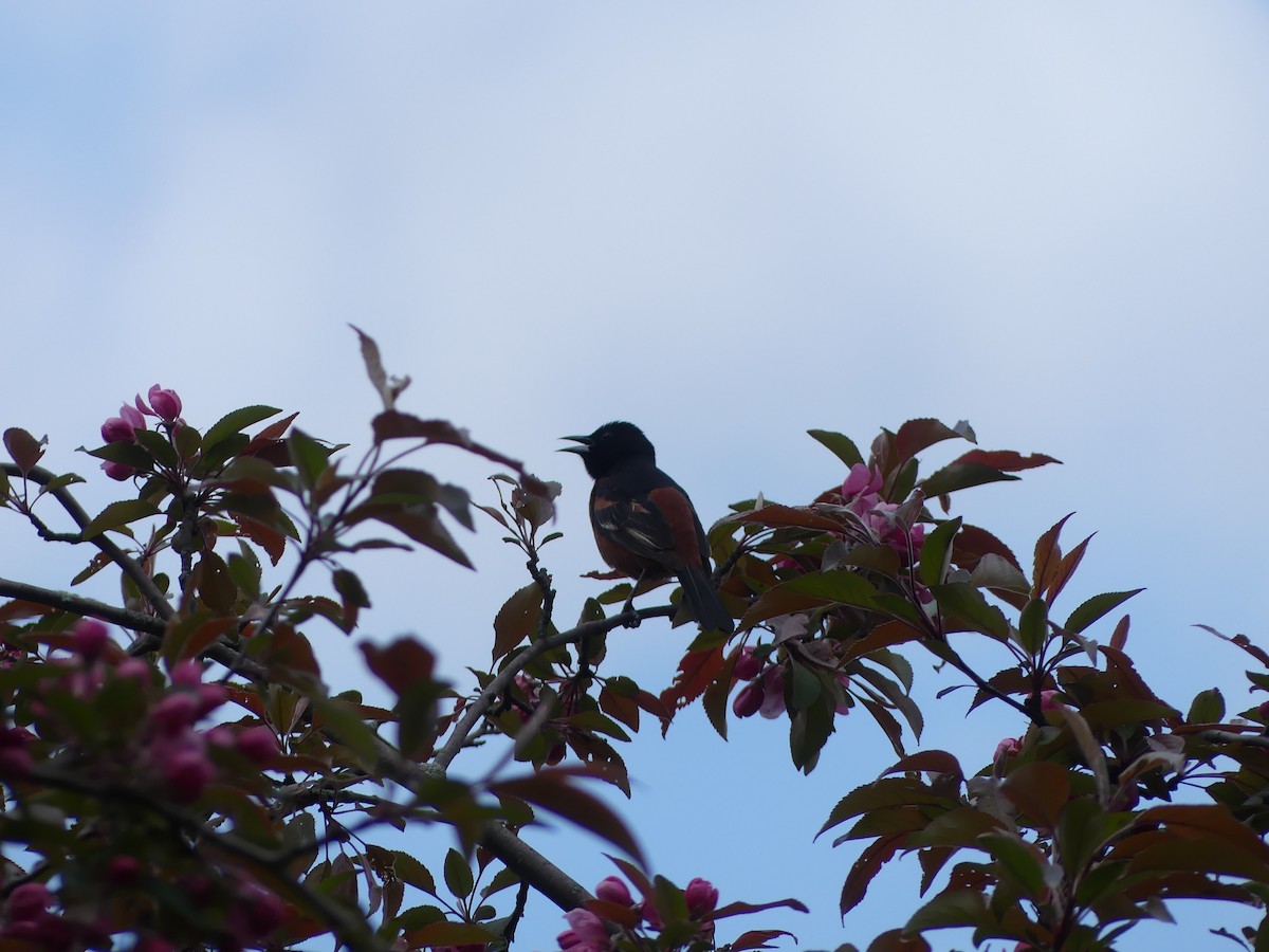 Orchard Oriole - ML621047102