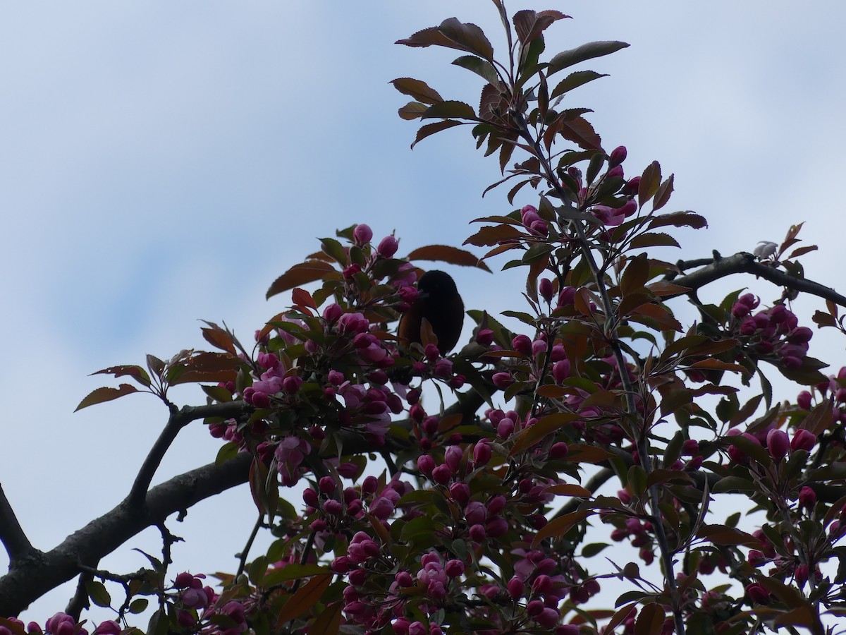 Orchard Oriole - ML621047107