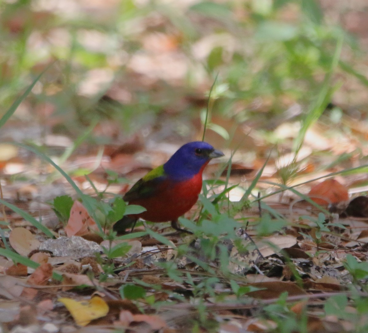 Painted Bunting - ML621047108