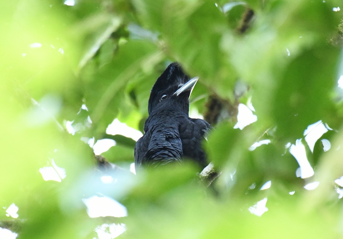 Эквадорская зонтичная птица - ML621047110