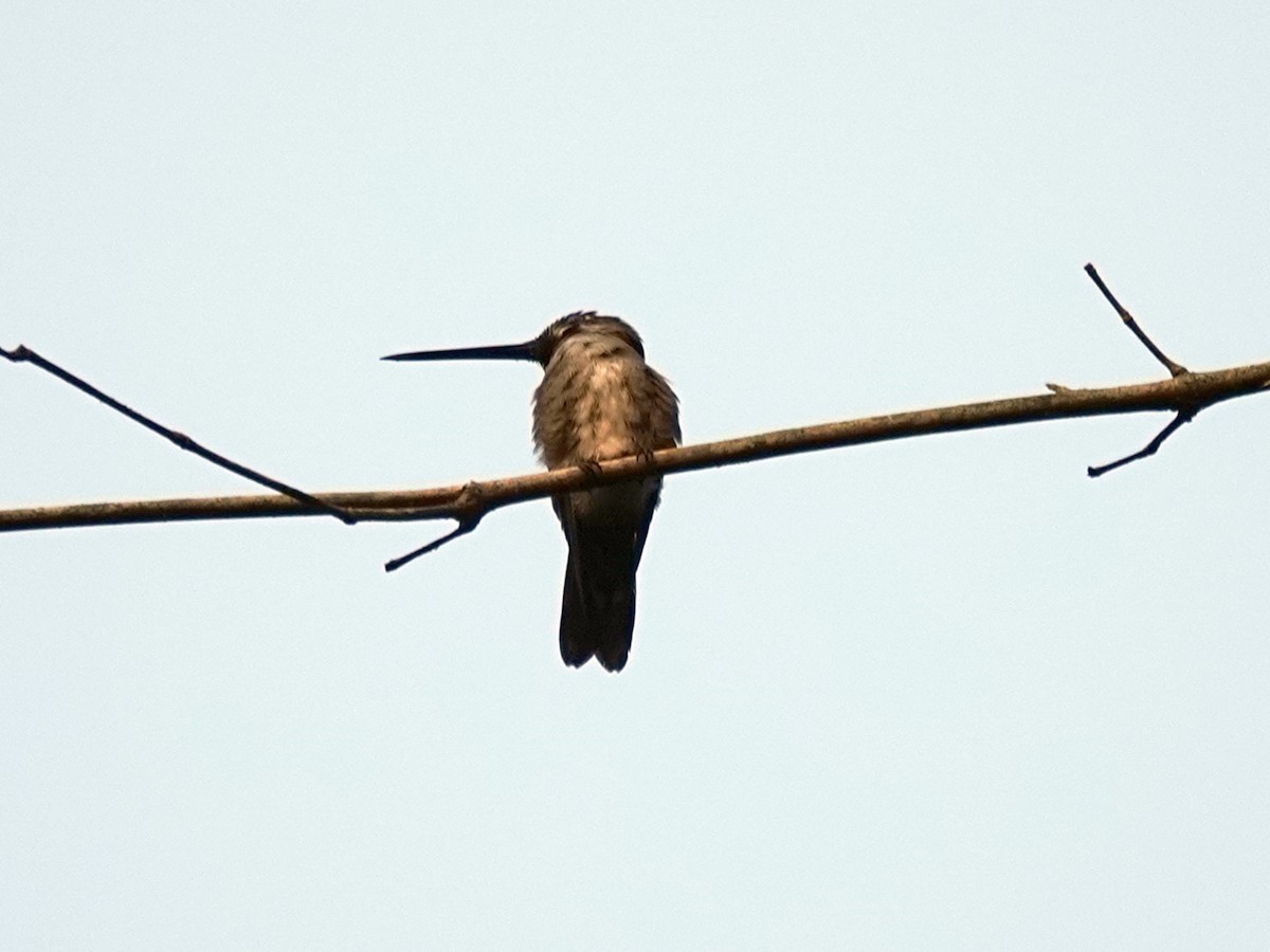 kolibřík hvězdohrdlý - ML621047116