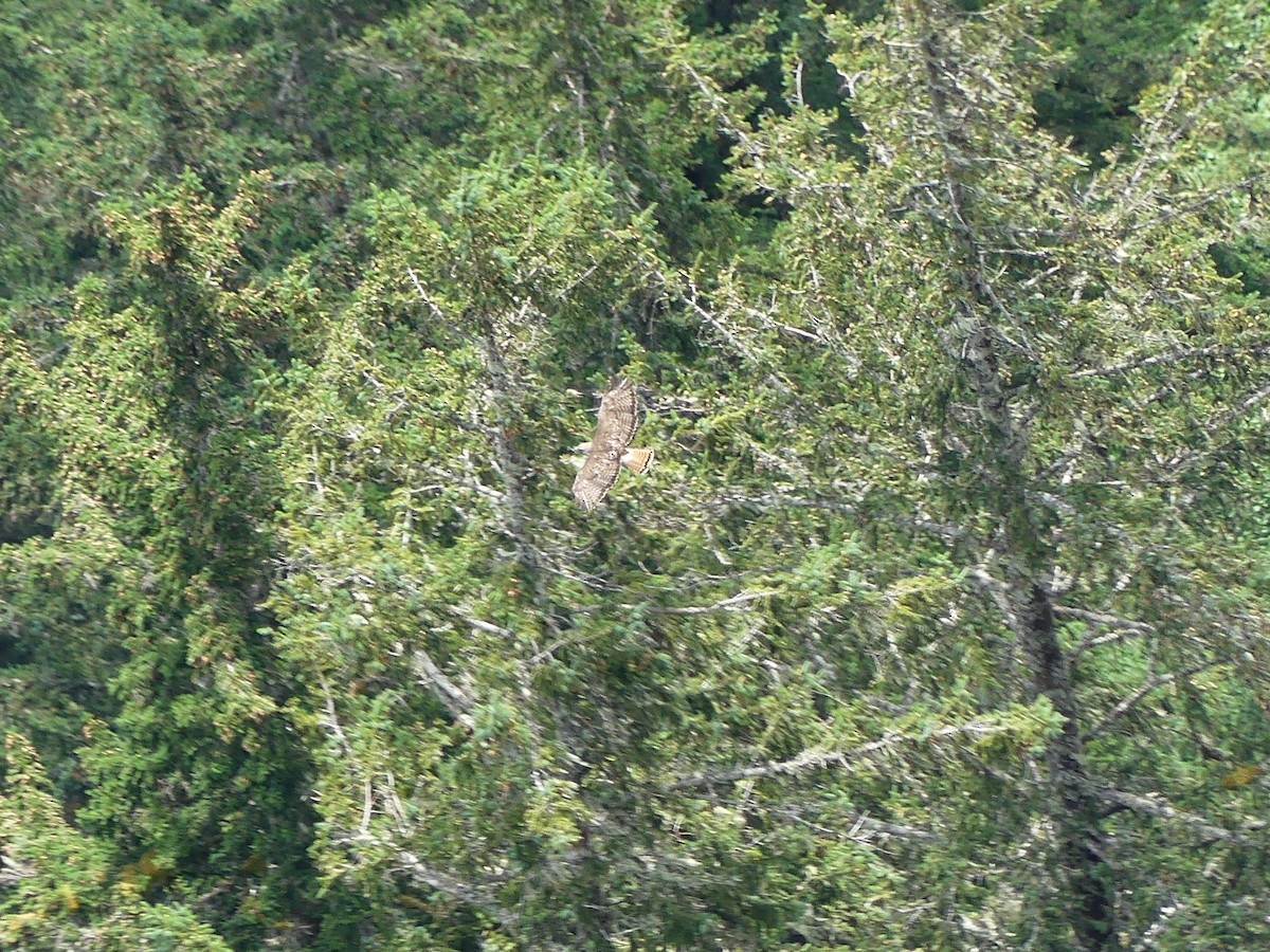 Red-tailed Hawk (calurus/alascensis) - ML621047123