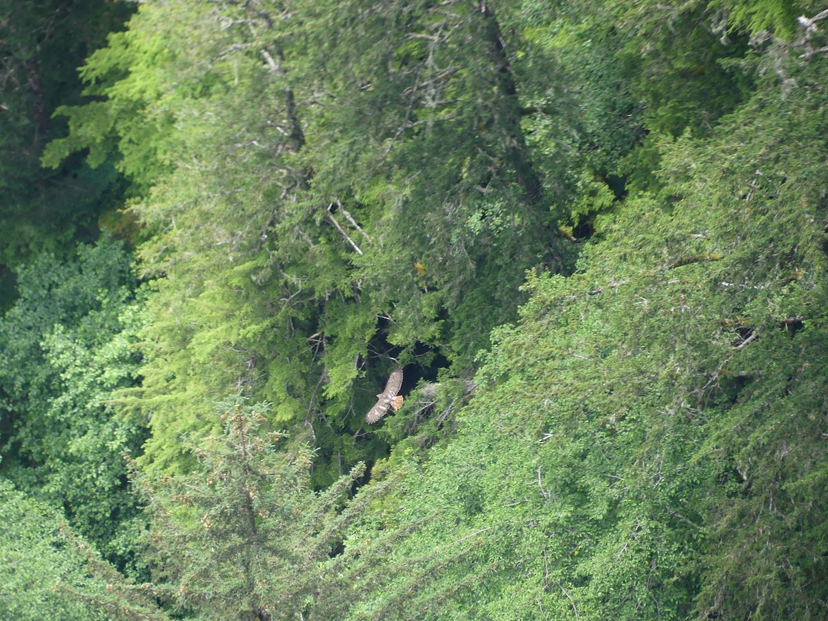 káně rudochvostá (ssp. calurus/alascensis) - ML621047124