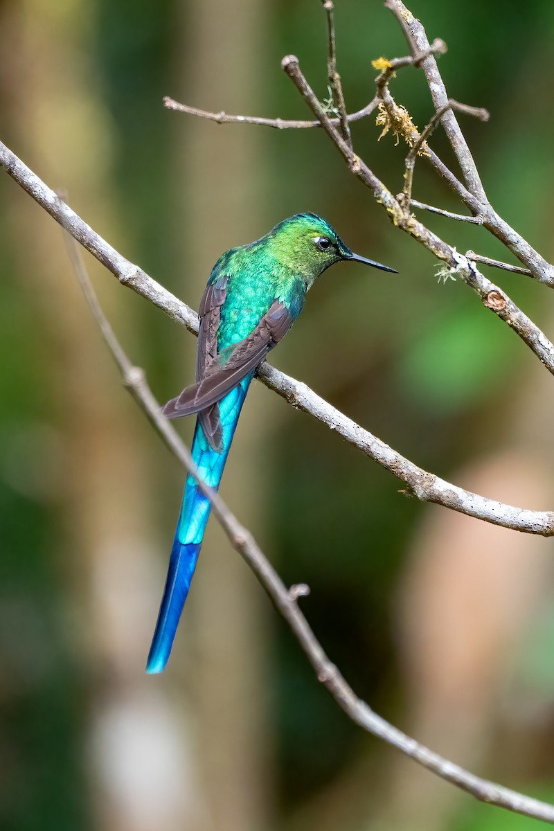 Long-tailed Sylph - ML621047127