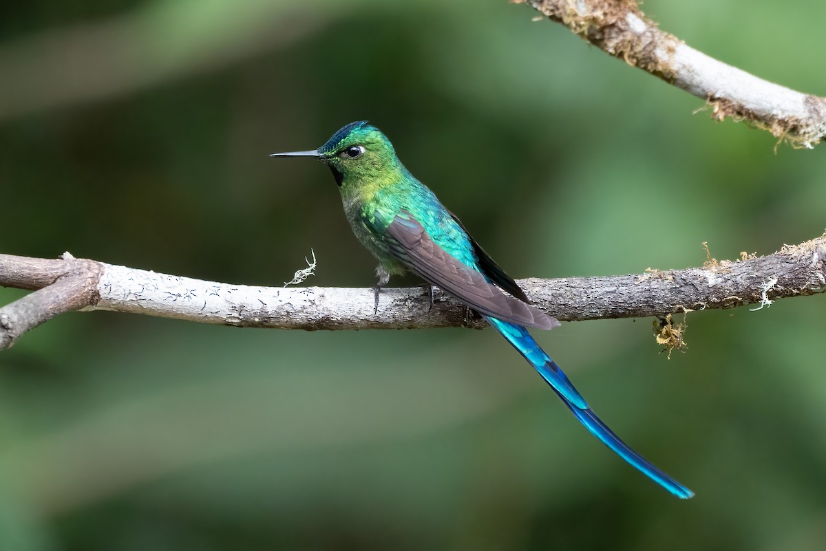 Long-tailed Sylph - ML621047128