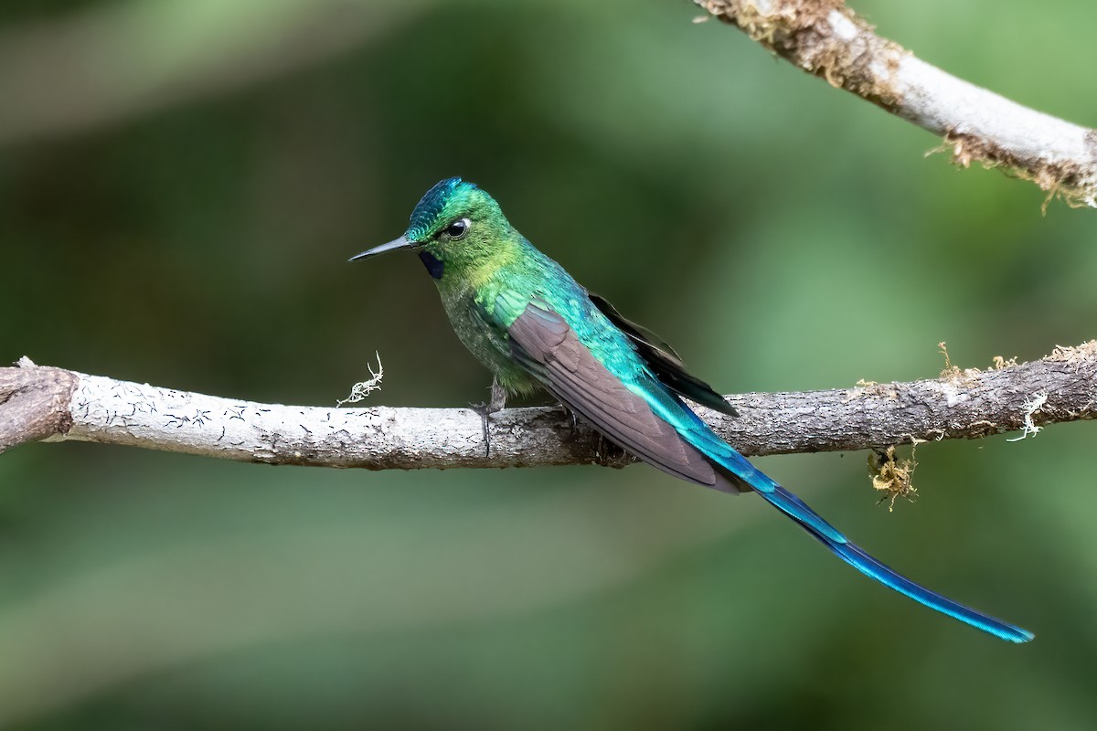 Long-tailed Sylph - ML621047129