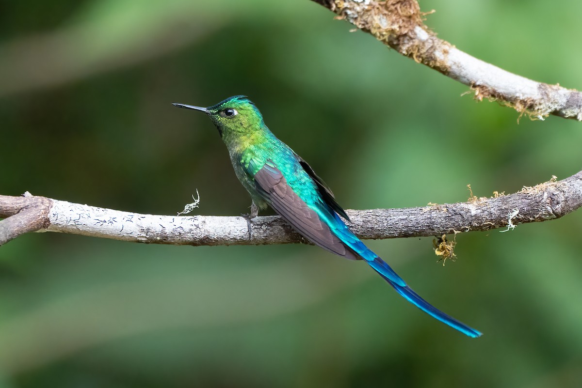 Long-tailed Sylph - ML621047130