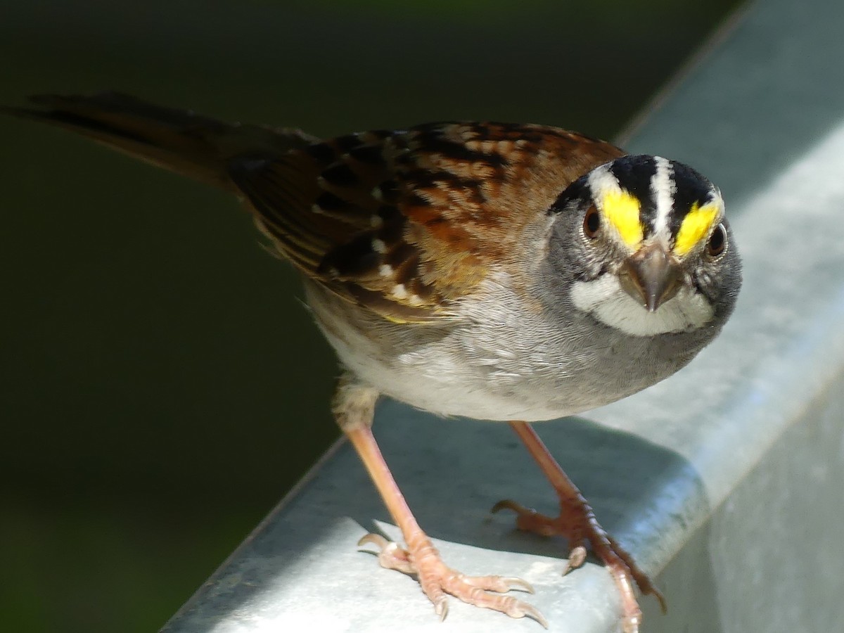 White-throated Sparrow - ML621047163