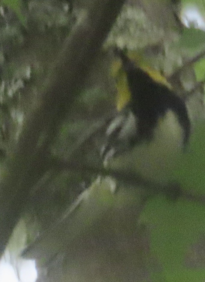 Black-throated Green Warbler - ML621047174