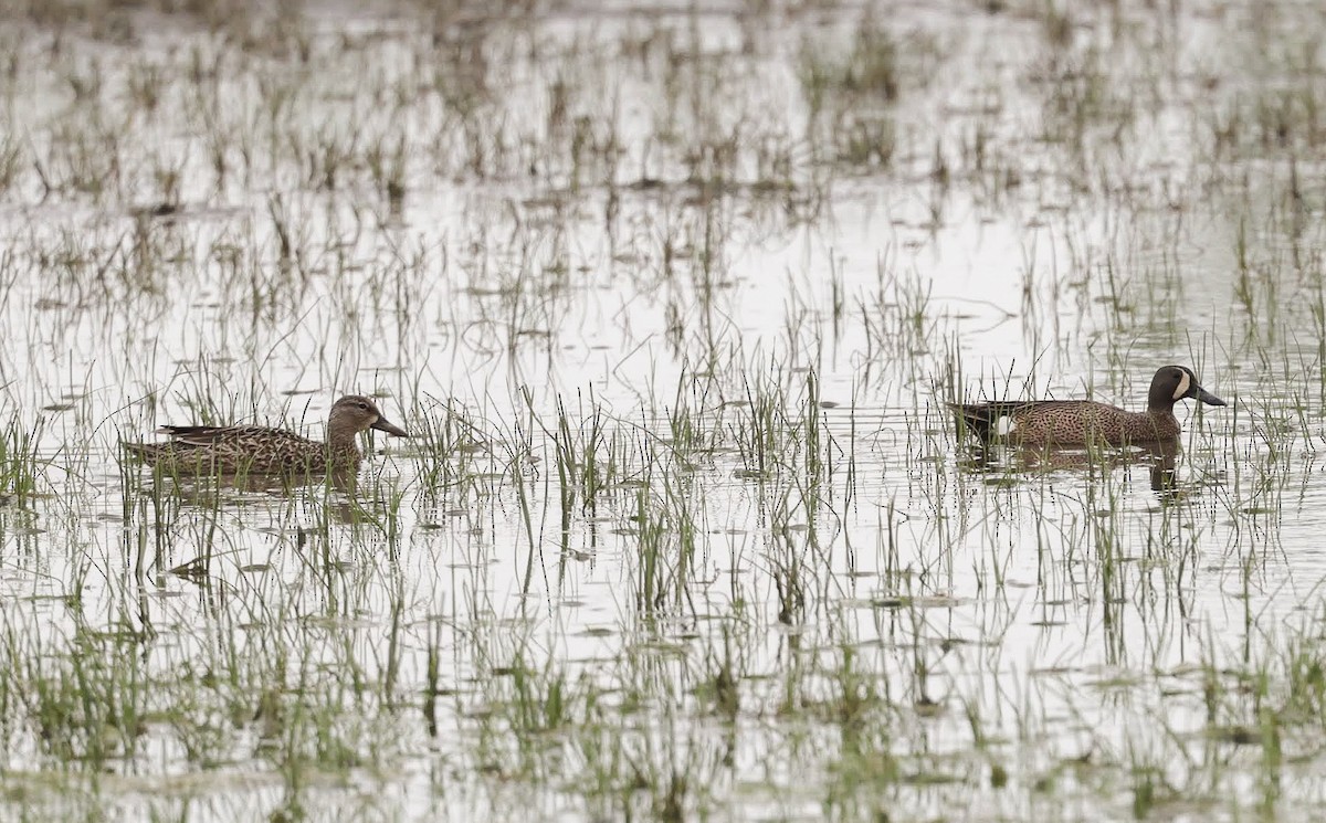 Blue-winged Teal - ML621047200