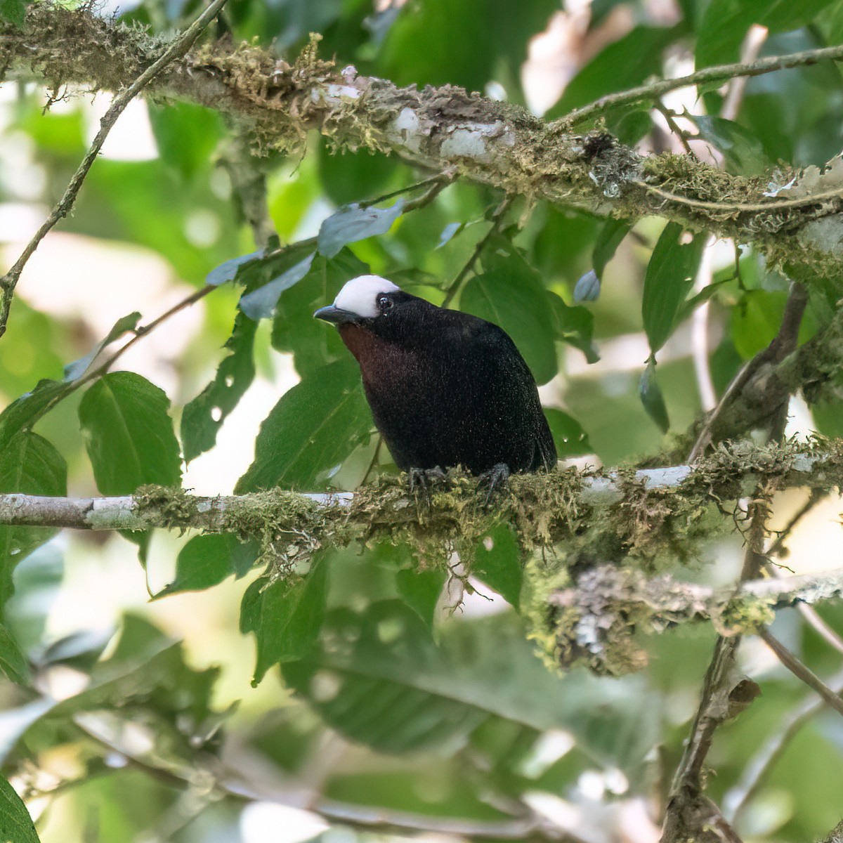 White-capped Tanager - ML621047228