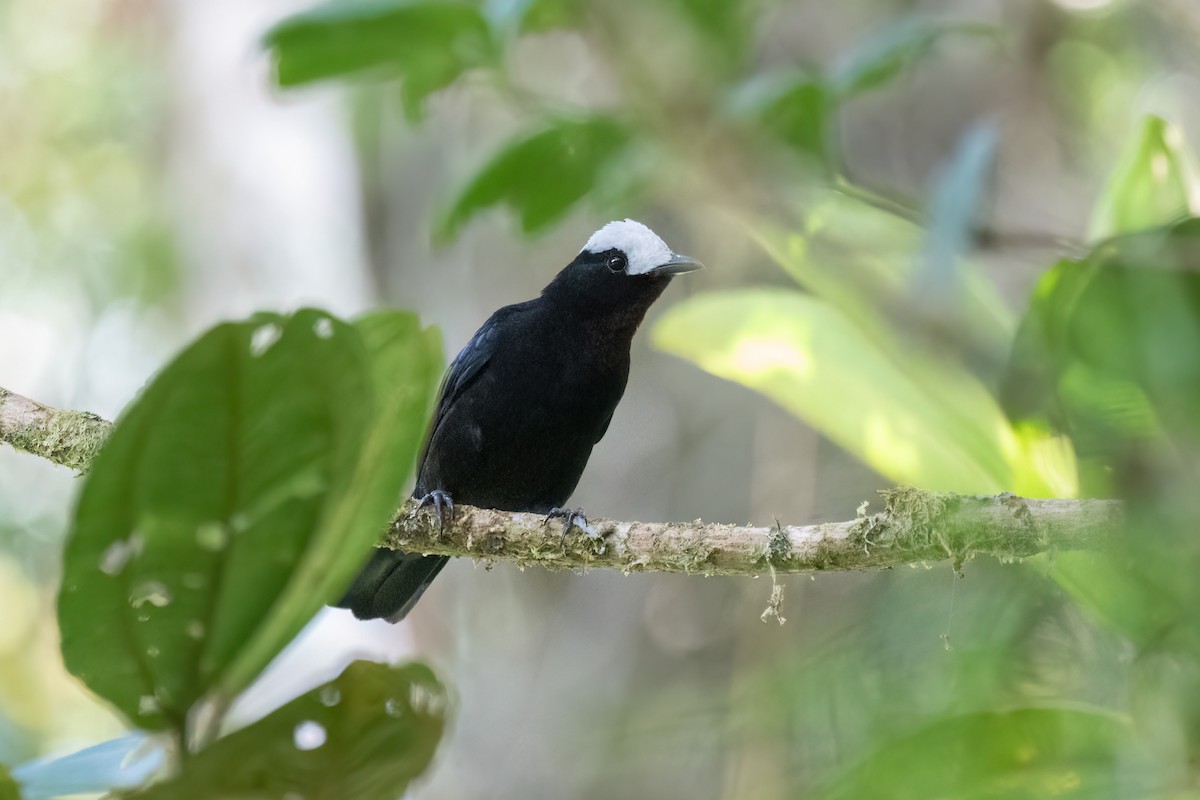 White-capped Tanager - ML621047229