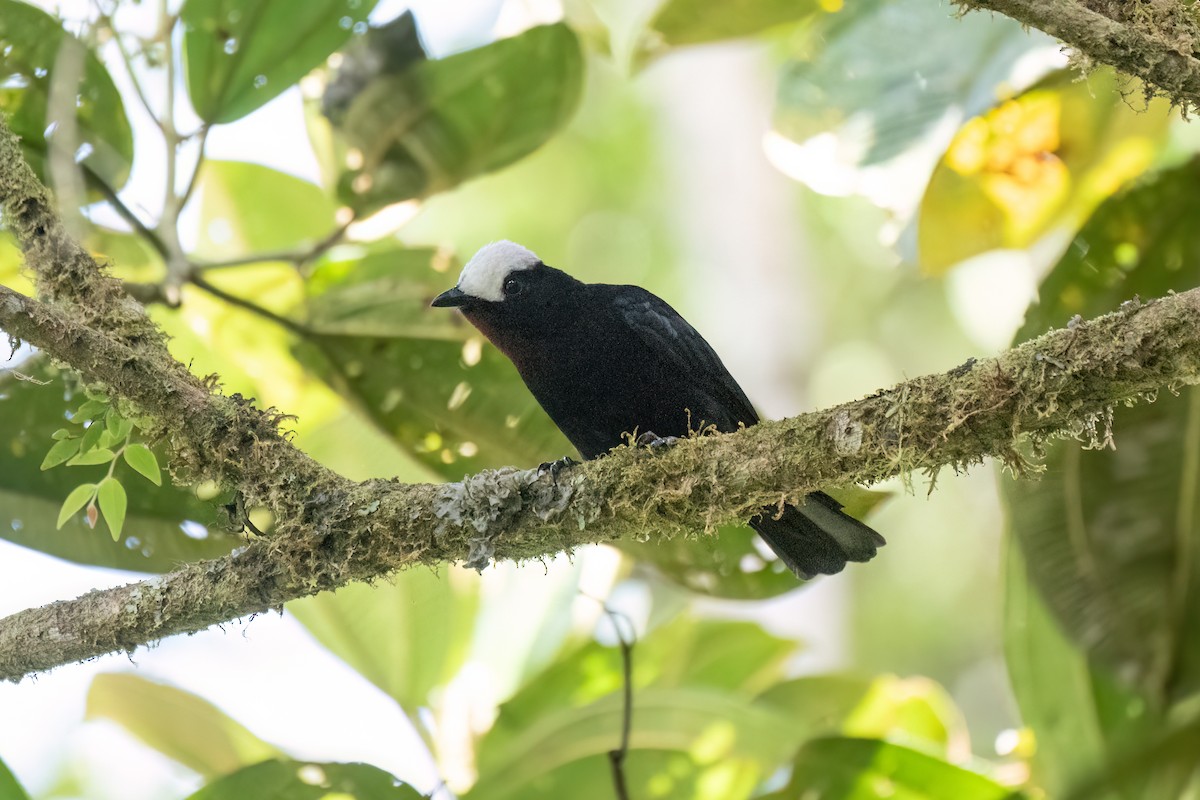 White-capped Tanager - ML621047230