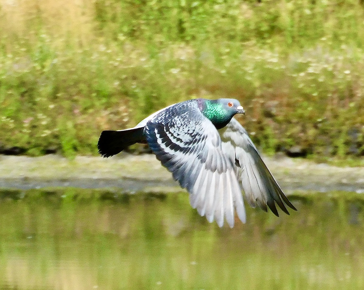 Rock Pigeon (Feral Pigeon) - ML621047272