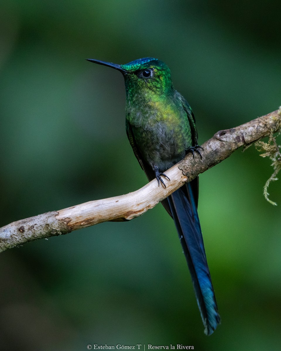 Long-tailed Sylph - ML621047280