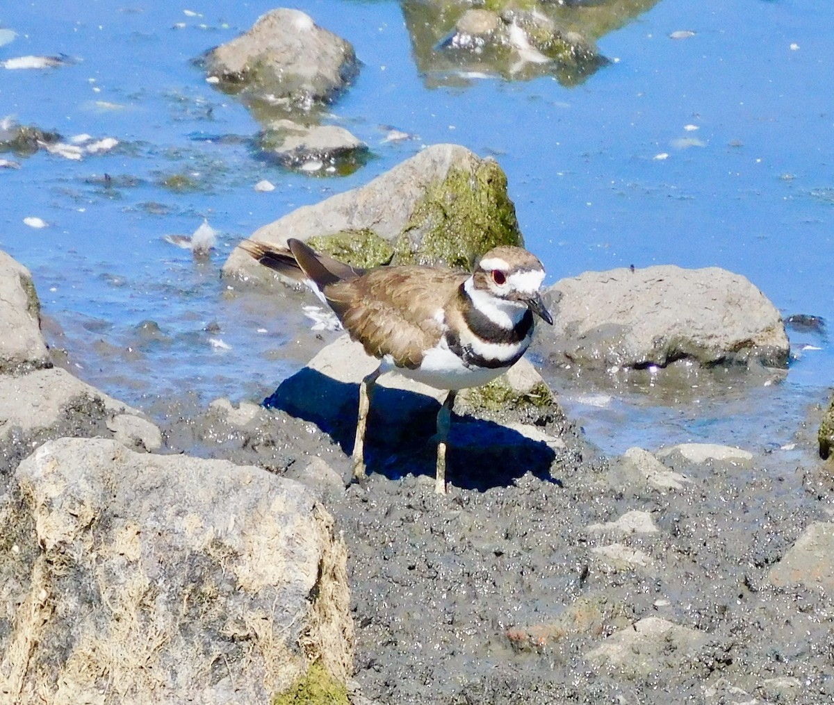 Killdeer - ML621047286