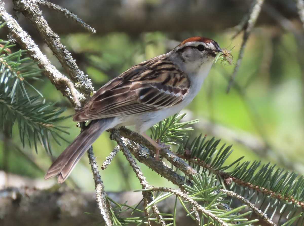 Chipping Sparrow - ML621047289