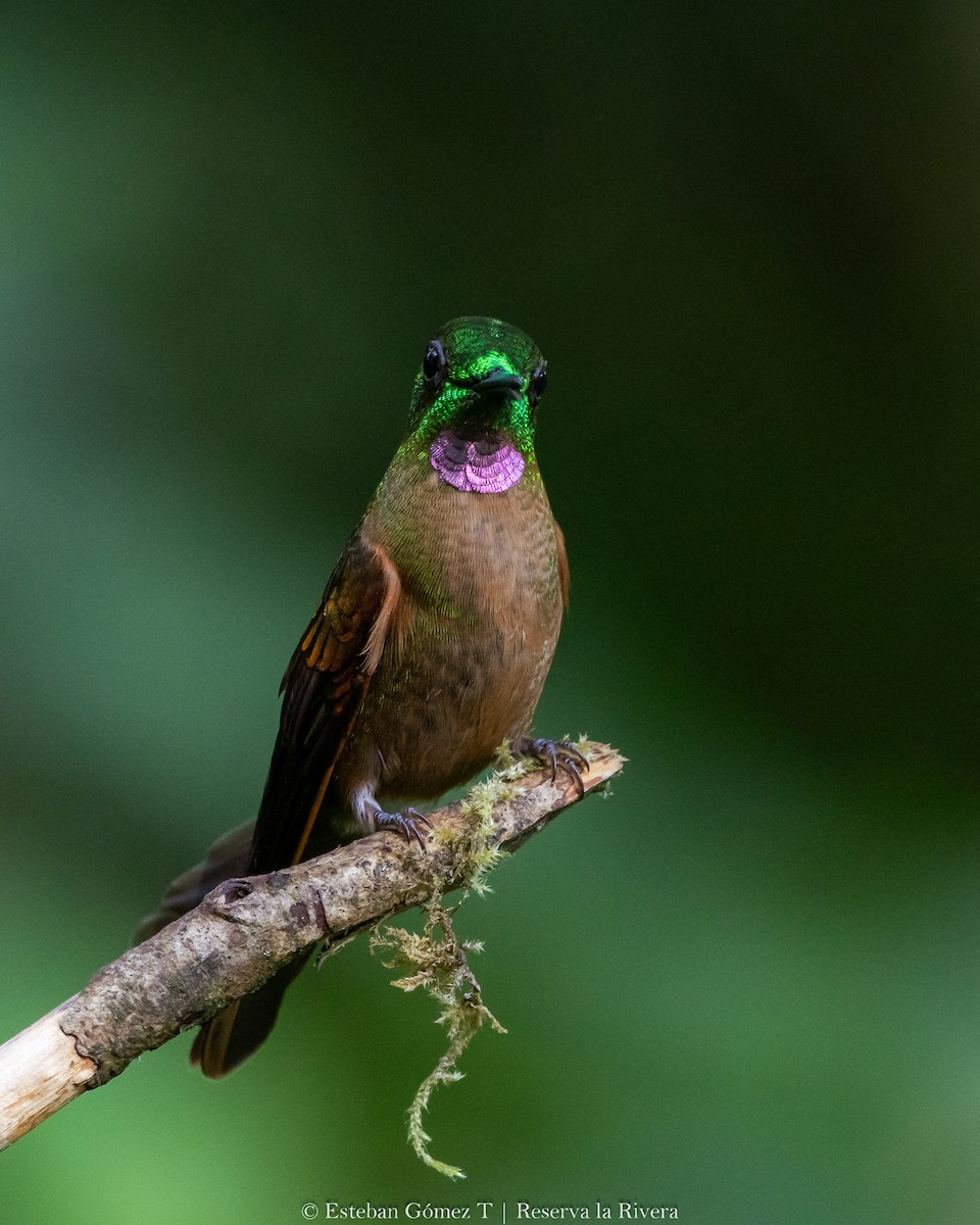 kolibřík hnědobřichý - ML621047294