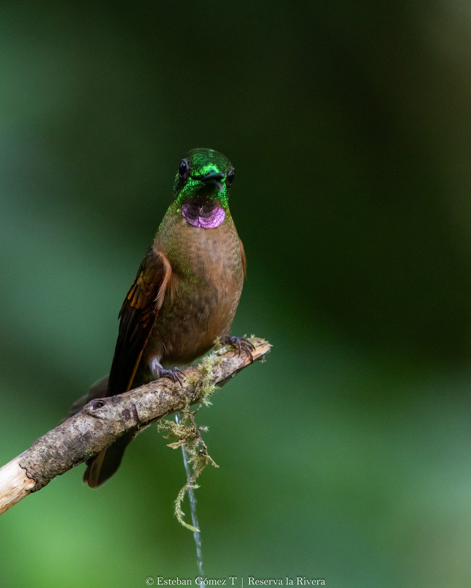 kolibřík hnědobřichý - ML621047295