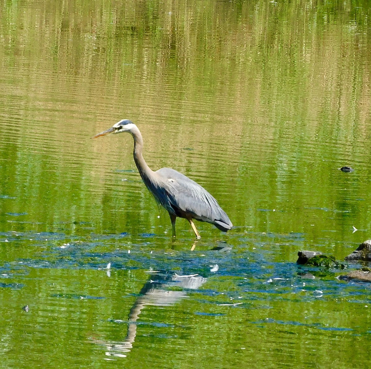 Great Blue Heron - ML621047301