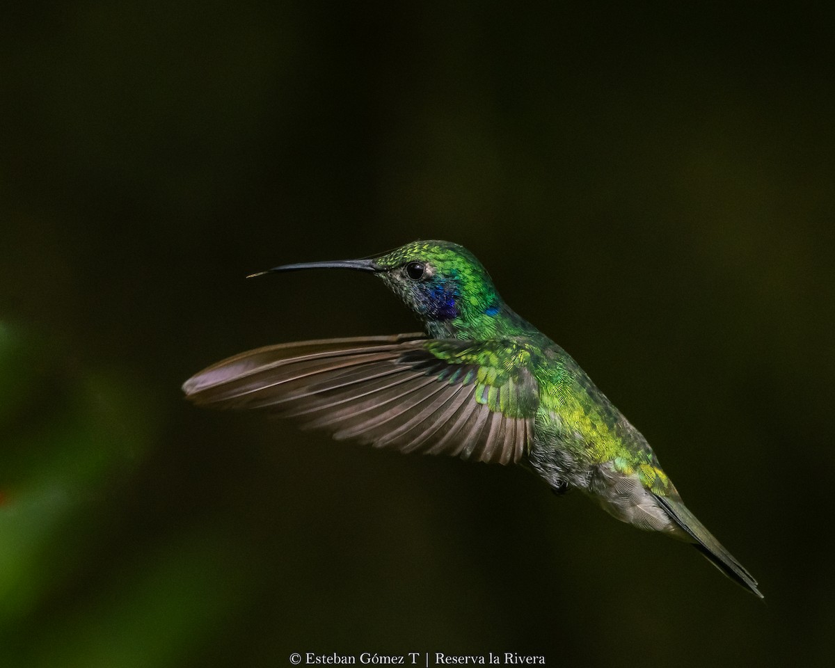 kolibřík modrouchý - ML621047361