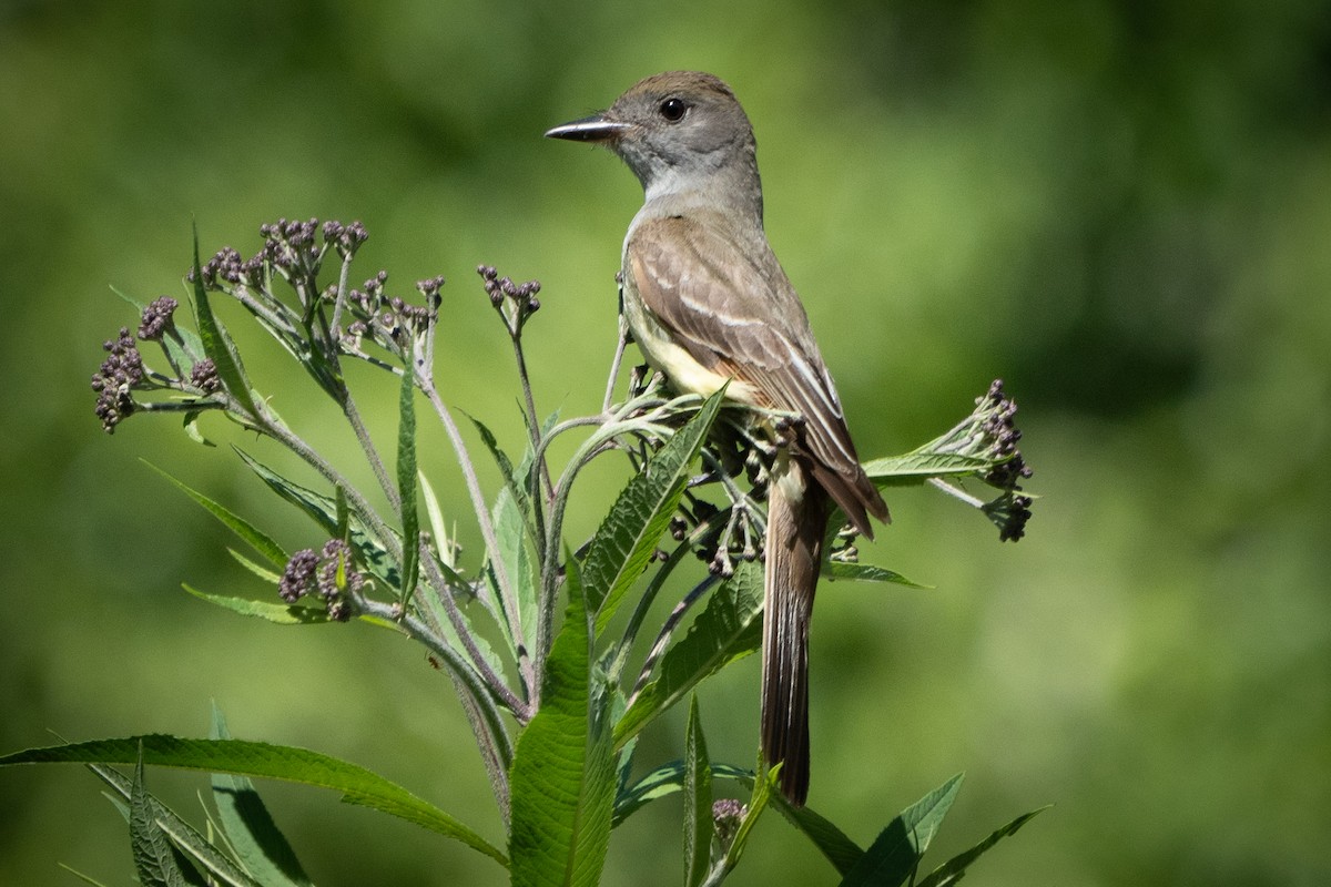 Great Crested Flycatcher - ML621047367